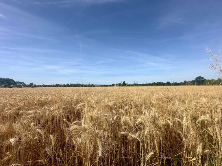 Campo nell'area interessata dall'ampliamento della Cava Spalletti a Montecchio Emilia