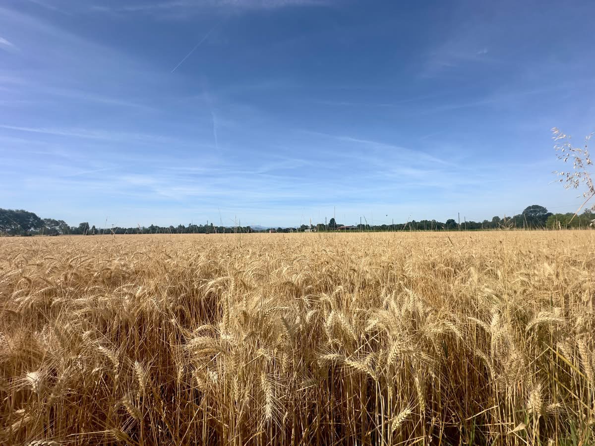 Campo nell'area interessata dall'ampliamento della Cava Spalletti a Montecchio Emilia