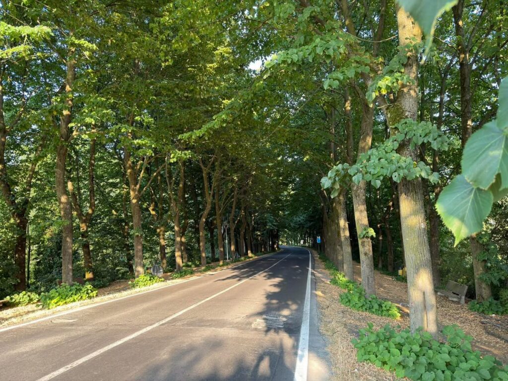 Filare di tigli di via Eugenio Curiel a Montecchio Emilia